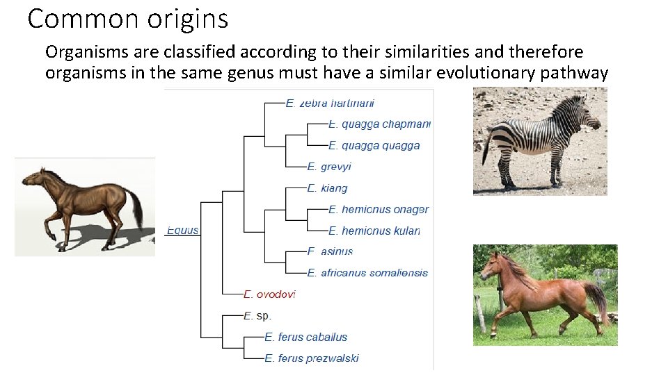 Common origins Organisms are classified according to their similarities and therefore organisms in the