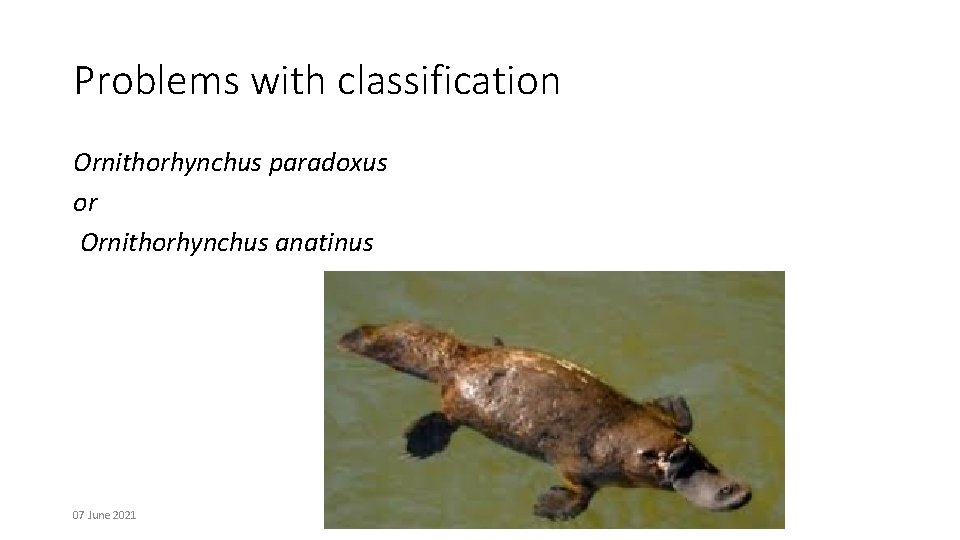 Problems with classification Ornithorhynchus paradoxus or Ornithorhynchus anatinus 07 June 2021 