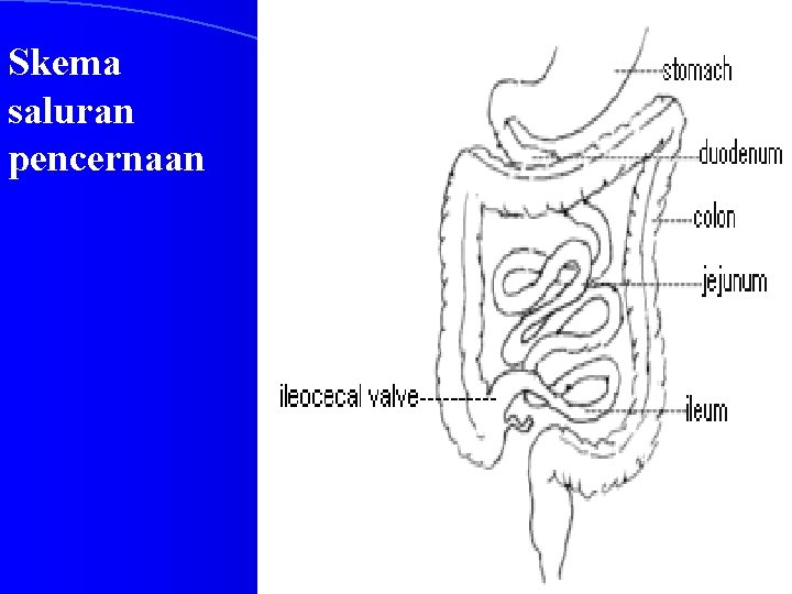 Skema saluran pencernaan 