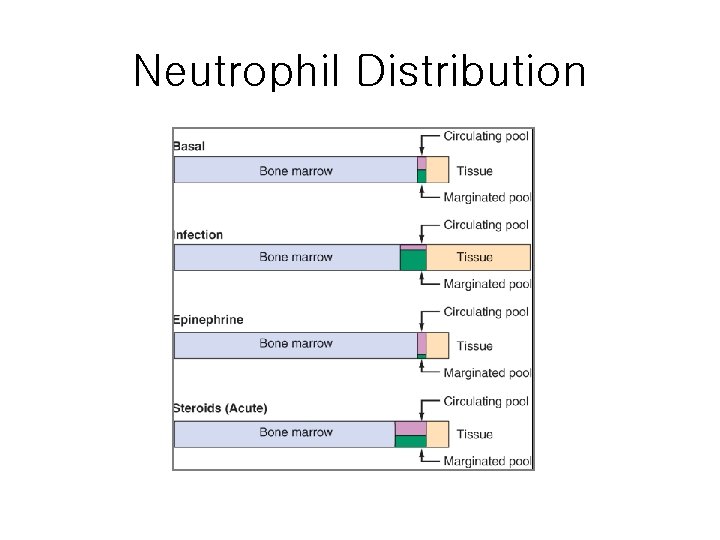 Neutrophil Distribution 
