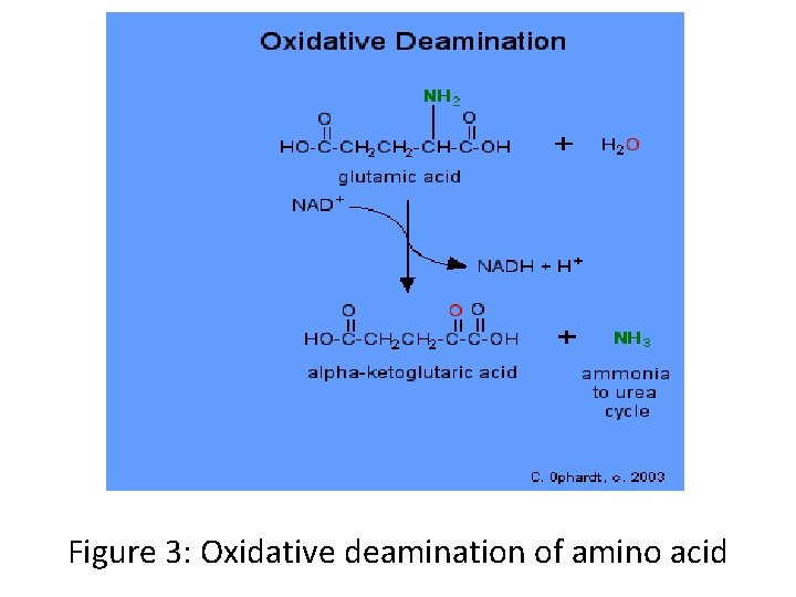 Figure 3: Oxidative deamination of amino acid 