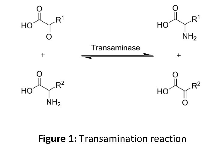 Figure 1: Transamination reaction 