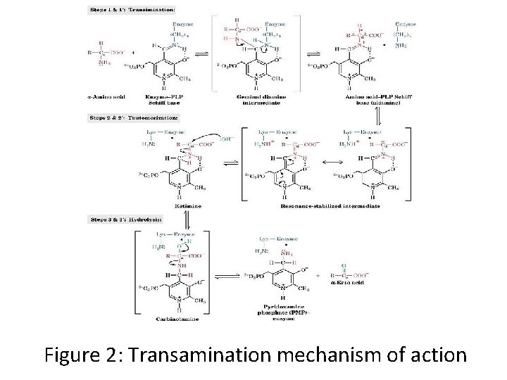 Figure 2: Transamination mechanism of action 