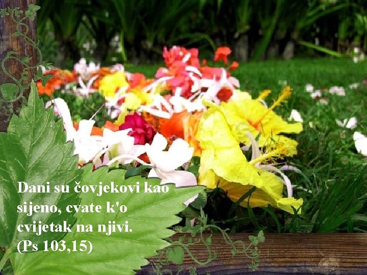 Dani su čovjekovi kao sijeno, cvate k'o cvijetak na njivi. (Ps 103, 15) 