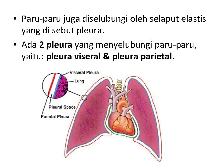  • Paru-paru juga diselubungi oleh selaput elastis yang di sebut pleura. • Ada
