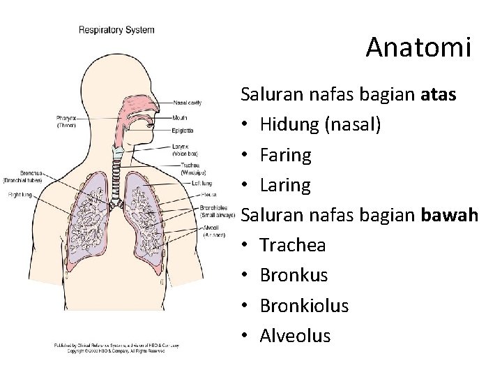 Anatomi Saluran nafas bagian atas • Hidung (nasal) • Faring • Laring Saluran nafas