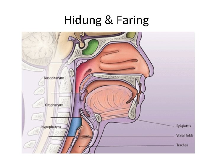 Hidung & Faring 