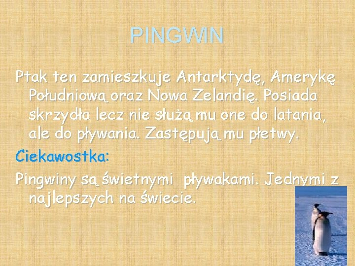 PINGWIN Ptak ten zamieszkuje Antarktydę, Amerykę Południową oraz Nowa Zelandię. Posiada skrzydła lecz nie