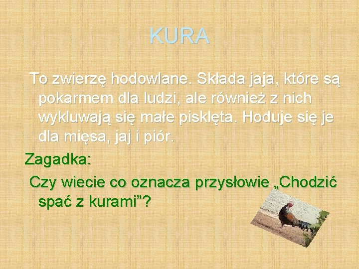 KURA To zwierzę hodowlane. Składa jaja, które są pokarmem dla ludzi, ale również z