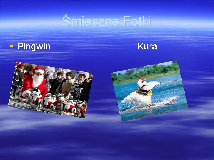 Śmieszne Fotki Pingwin Kura 