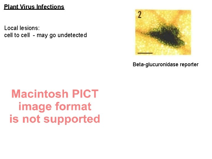 Plant Virus Infections Local lesions: cell to cell - may go undetected Beta-glucuronidase reporter