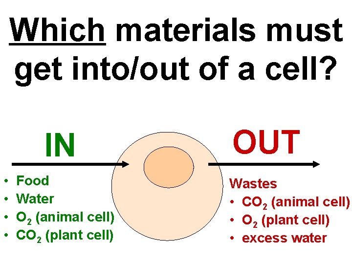 Which materials must get into/out of a cell? IN • • Food Water O
