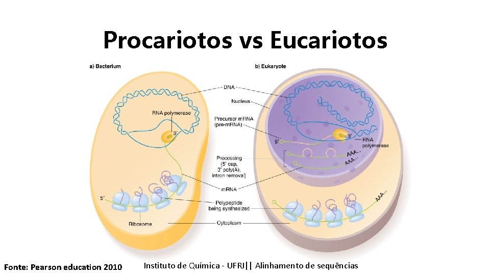 Procariotos vs Eucariotos Fonte: Pearson education 2010 Instituto Química - UFRJ|| Alinhamentodedesequencias sequências Tópicos