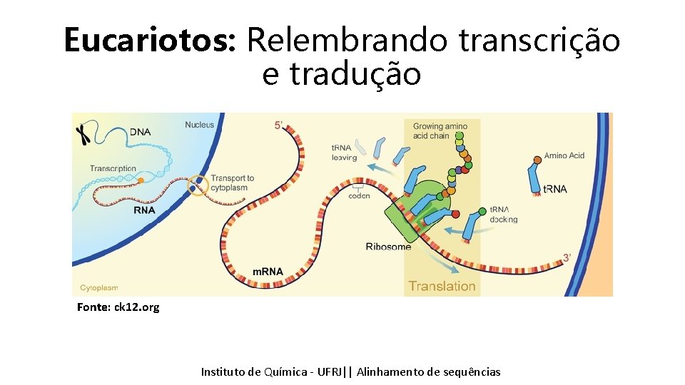 Eucariotos: Relembrando transcrição e tradução Fonte: ck 12. org Instituto Química - UFRJ|| Alinhamentodedesequencias