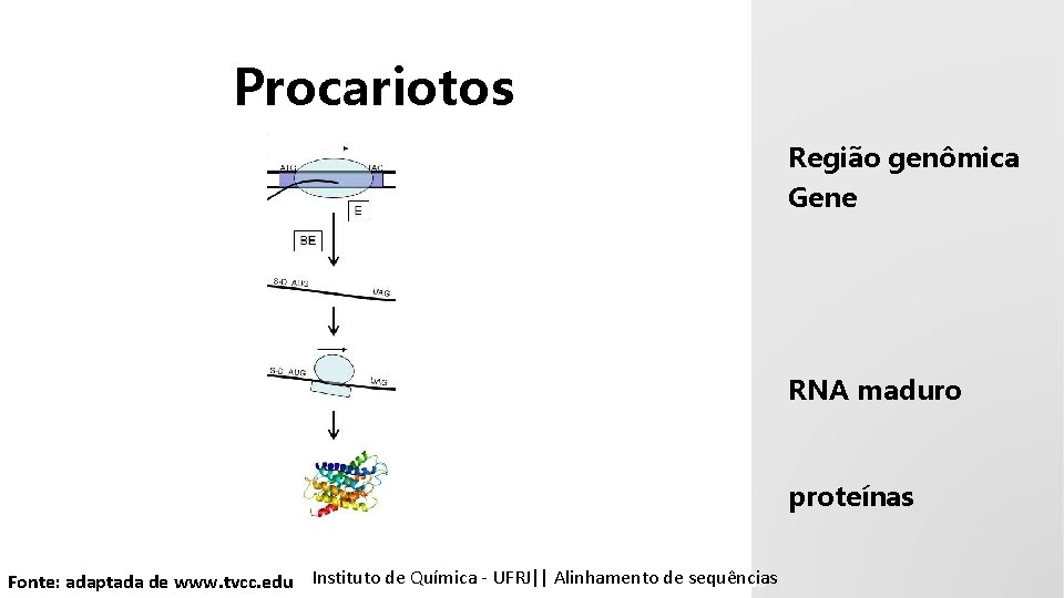 Procariotos Região genômica Gene RNA maduro proteínas Instituto Química - UFRJ|| Alinhamentodedesequencias sequências emde