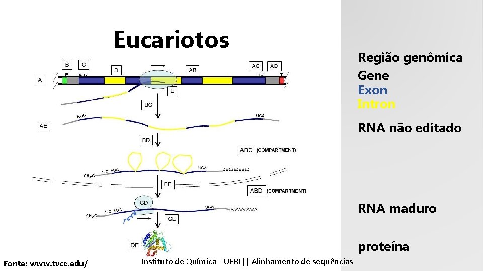 Eucariotos Região genômica Gene Exon Intron RNA não editado RNA maduro proteína Fonte: www.