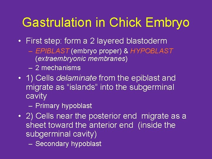 Gastrulation in Chick Embryo • First step: form a 2 layered blastoderm – EPIBLAST