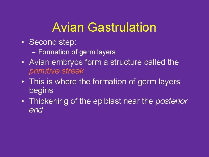 Avian Gastrulation • Second step: – Formation of germ layers • Avian embryos form