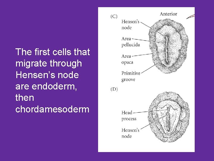 The first cells that migrate through Hensen’s node are endoderm, then chordamesoderm 