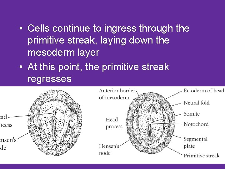  • Cells continue to ingress through the primitive streak, laying down the mesoderm