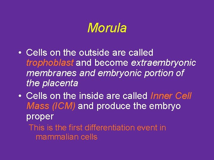 Morula • Cells on the outside are called trophoblast and become extraembryonic membranes and