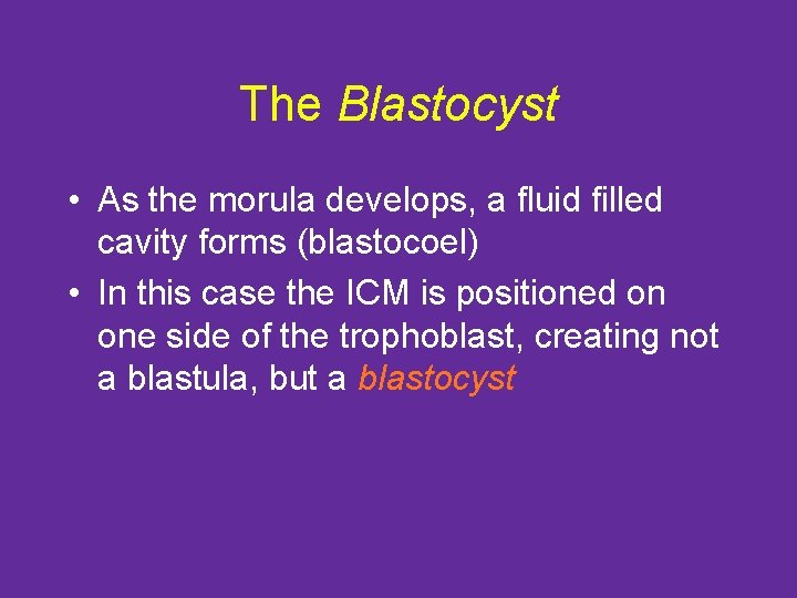 The Blastocyst • As the morula develops, a fluid filled cavity forms (blastocoel) •
