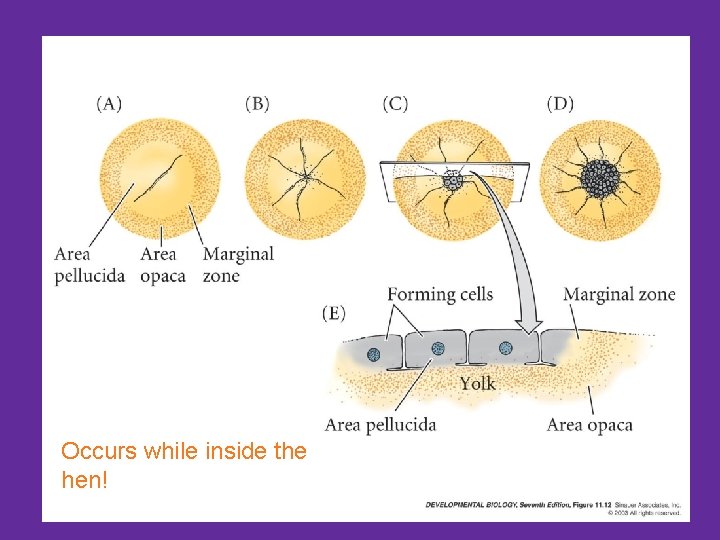 Occurs while inside the hen! 