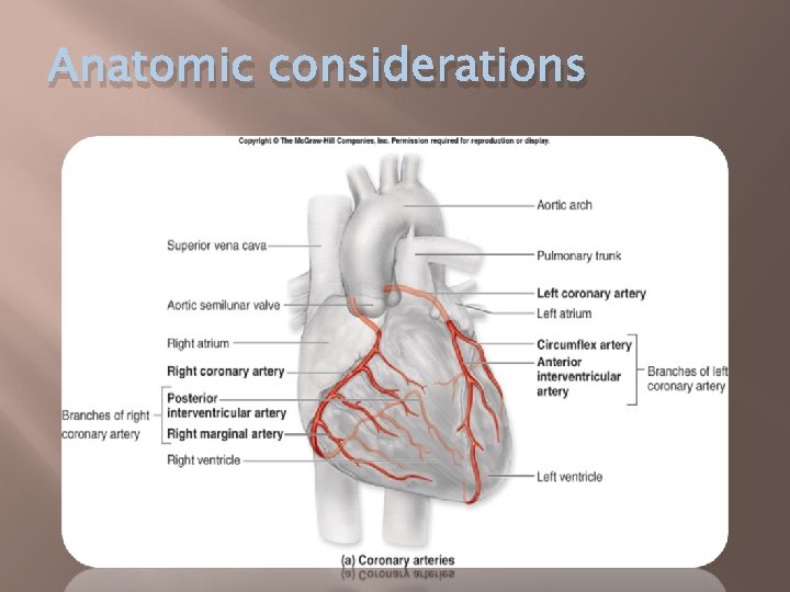 Anatomic considerations 