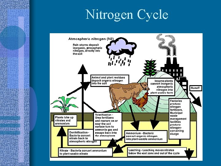 Nitrogen Cycle 