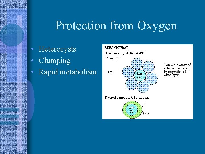 Protection from Oxygen • Heterocysts • Clumping • Rapid metabolism 