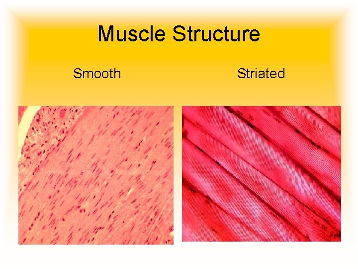 Muscle Structure Smooth Striated 