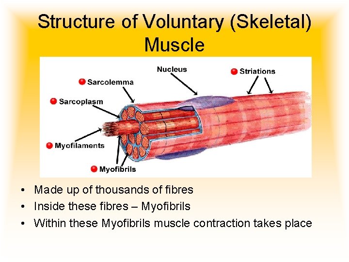 Structure of Voluntary (Skeletal) Muscle • Made up of thousands of fibres • Inside