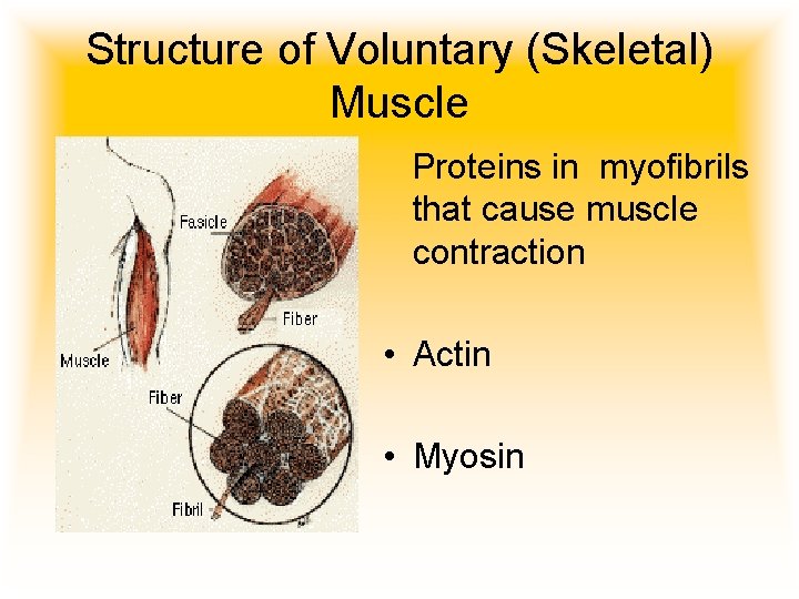 Structure of Voluntary (Skeletal) Muscle Proteins in myofibrils that cause muscle contraction • Actin