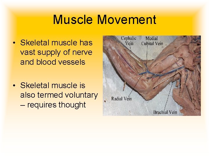 Muscle Movement • Skeletal muscle has vast supply of nerve and blood vessels •