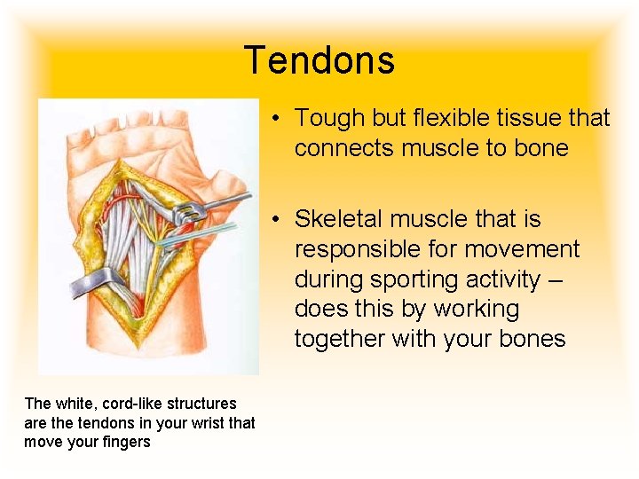 Tendons • Tough but flexible tissue that connects muscle to bone • Skeletal muscle
