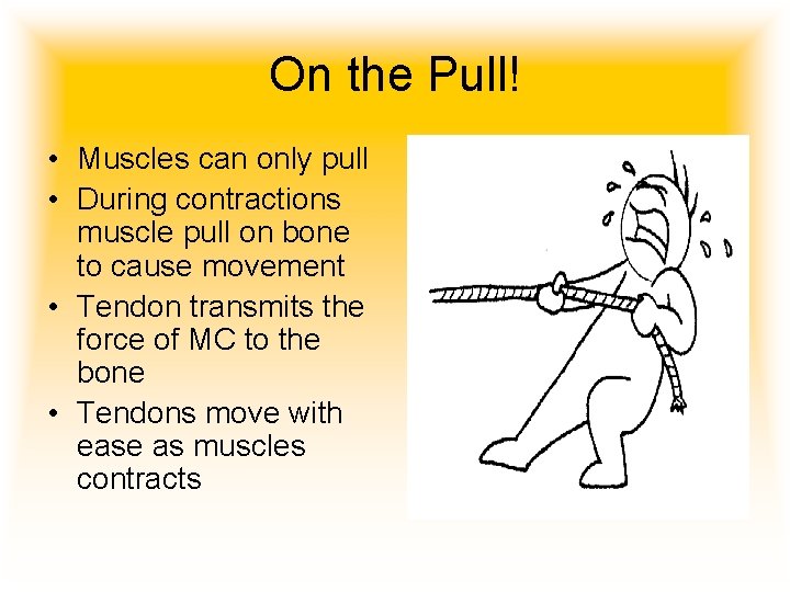 On the Pull! • Muscles can only pull • During contractions muscle pull on