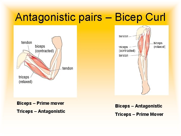 Antagonistic pairs – Bicep Curl Biceps – Prime mover Triceps – Antagonistic Biceps –