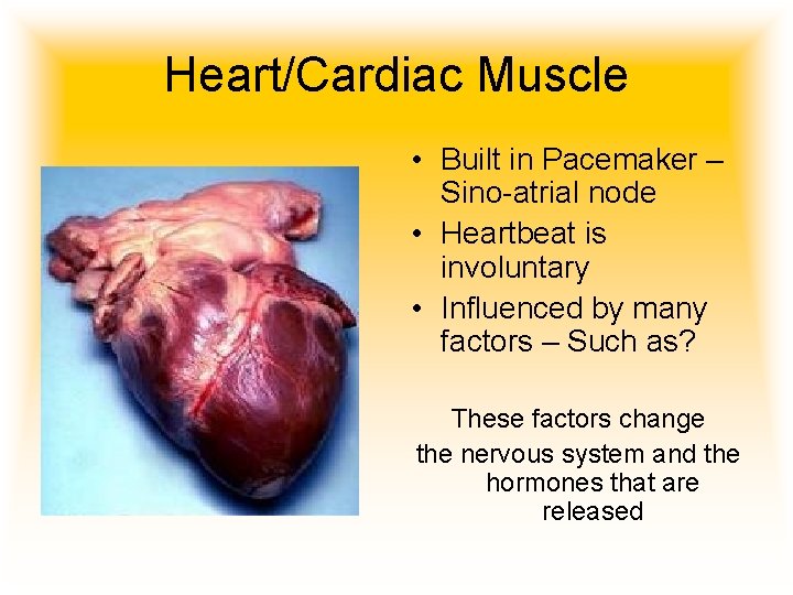 Heart/Cardiac Muscle • Built in Pacemaker – Sino-atrial node • Heartbeat is involuntary •