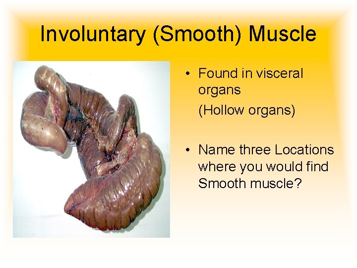 Involuntary (Smooth) Muscle • Found in visceral organs (Hollow organs) • Name three Locations