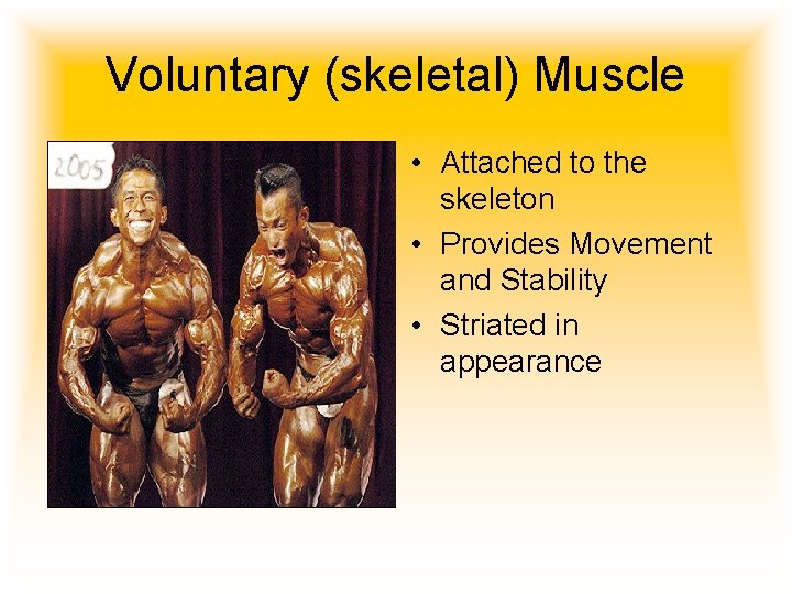 Voluntary (skeletal) Muscle • Attached to the skeleton • Provides Movement and Stability •