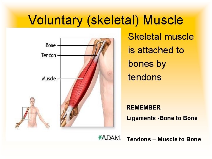 Voluntary (skeletal) Muscle Skeletal muscle is attached to bones by tendons REMEMBER Ligaments -Bone