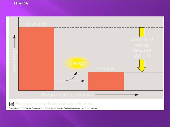LE 8 -6 A Free energy Reactants Amount of energy released ( G <