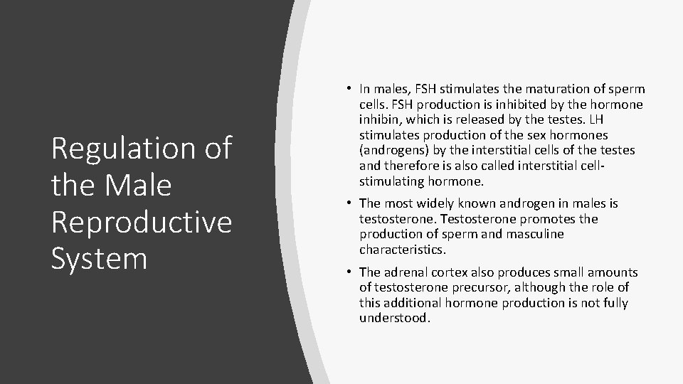 Regulation of the Male Reproductive System • In males, FSH stimulates the maturation of