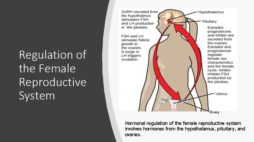 Regulation of the Female Reproductive System Ovary Hormonal regulation of the female reproductive system