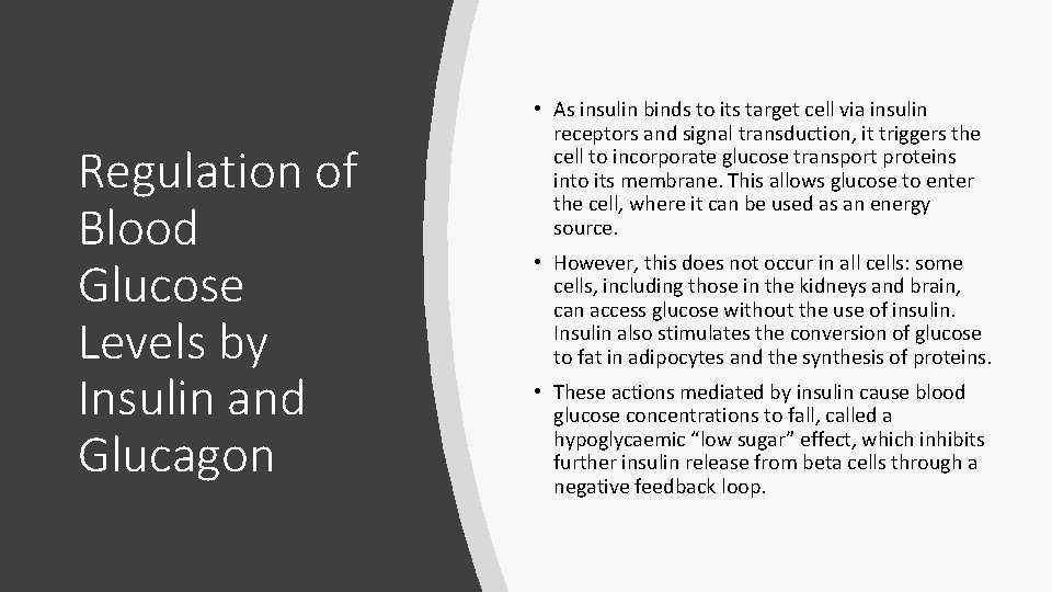 Regulation of Blood Glucose Levels by Insulin and Glucagon • As insulin binds to