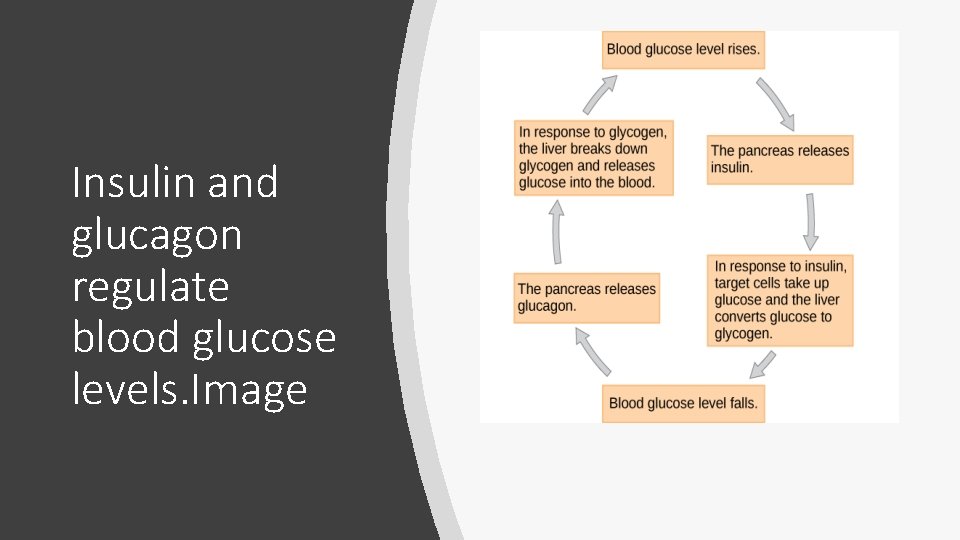 Insulin and glucagon regulate blood glucose levels. Image 