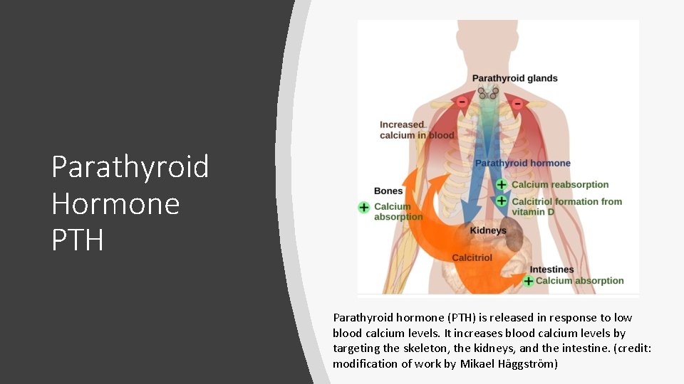 Parathyroid Hormone PTH Parathyroid hormone (PTH) is released in response to low blood calcium