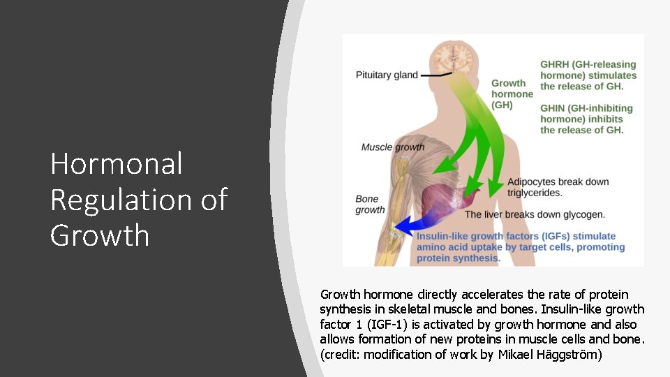 Hormonal Regulation of Growth hormone directly accelerates the rate of protein synthesis in skeletal