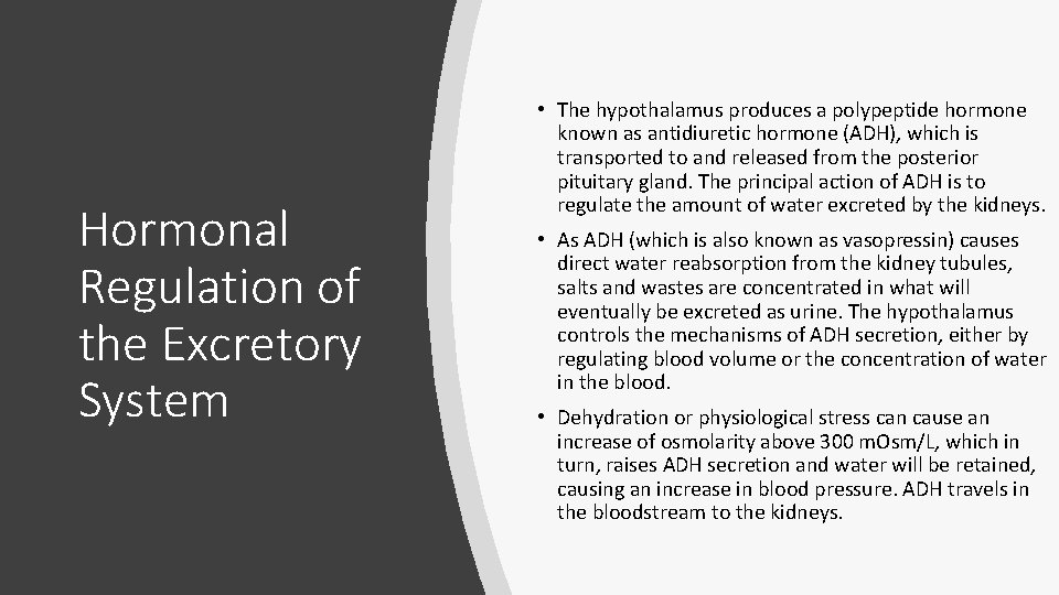 Hormonal Regulation of the Excretory System • The hypothalamus produces a polypeptide hormone known