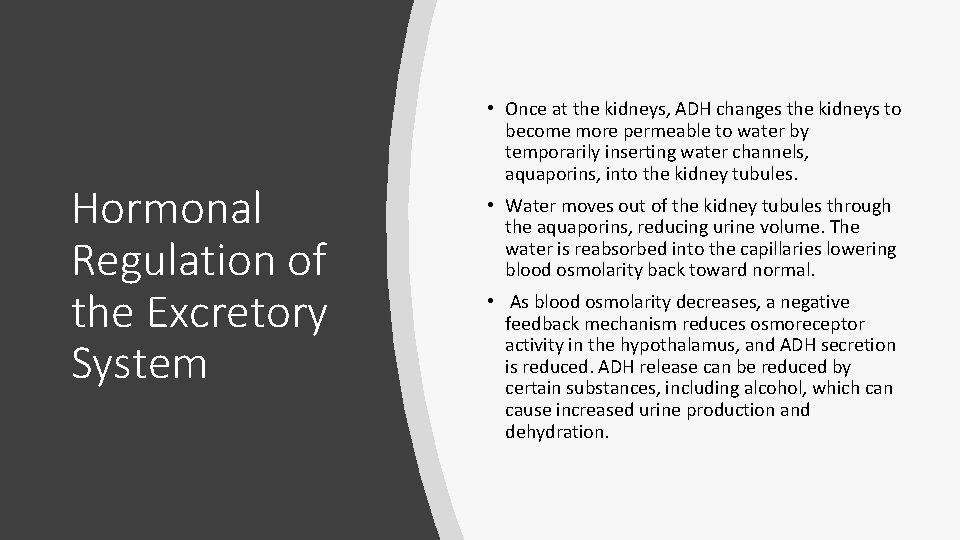 Hormonal Regulation of the Excretory System • Once at the kidneys, ADH changes the